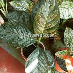 Aglaonema  Plants