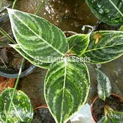 Aglaonema  Plants