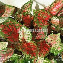 Aglaonema  Plants