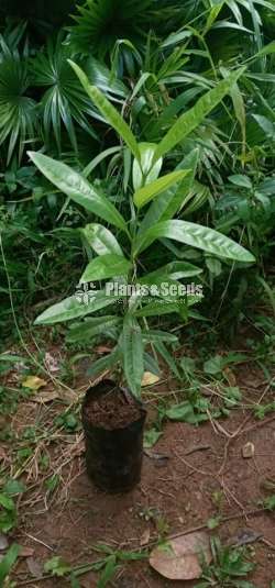 Bay leaf Plants