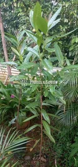 Bay leaf Plants