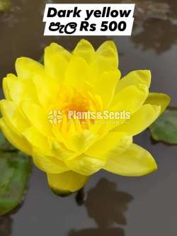 Hardy WaterLily Collection