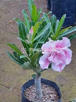 Adenium (Dessert Rose)