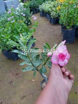 Adenium (Dessert Rose)