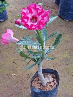 Adenium (Dessert Rose)