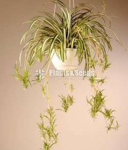 Spider Plant