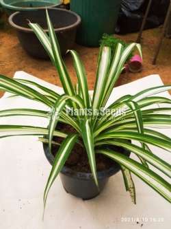 Spider Plant