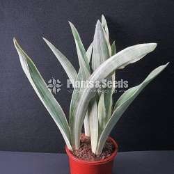 White Sansevieria