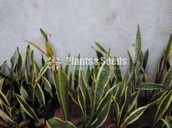 Yellow Sansevieria