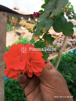 Geranium (ජෙරේනියම්)