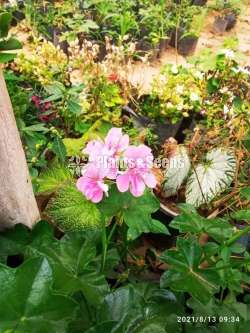 Geranium (ජෙරේනියම්)