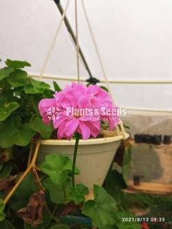 Geranium (ජෙරේනියම්)