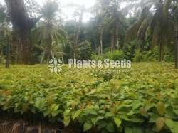 Cinnamon Plants.