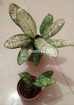 Aglaonema Plants Collection