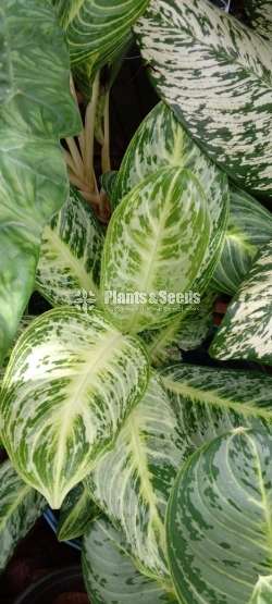 Aglaonema Plants Collection