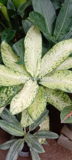 Aglaonema Plants Collection