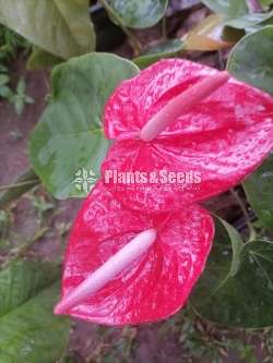 Local Anthurium ( දේශීය ඇන්තුරියම්)