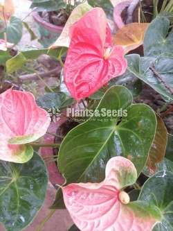 Local Anthurium ( දේශීය ඇන්තුරියම්)