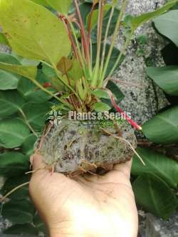 Kohubath Pots (Coco peat)