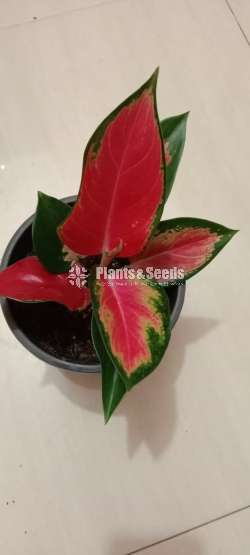 Aglaonema Red