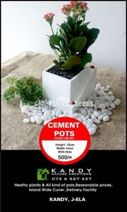 Cement Pots for (Cactus and Succulent)