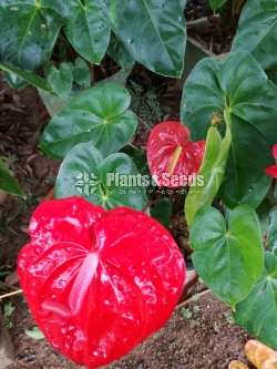 Anthurium Red Champion