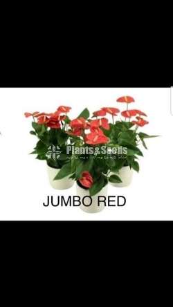 Anthurium-Netherland-Jumbo Red