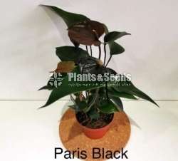 Anthurium-Netherland-Package 1