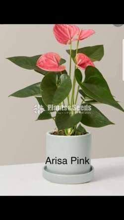 Anthurium-Netherland-Package 1