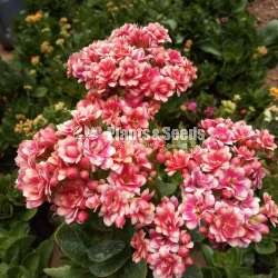 Kalanchoe (Kalanchi)