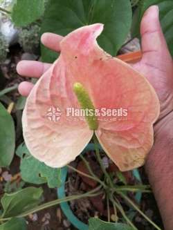 Anthurium Package