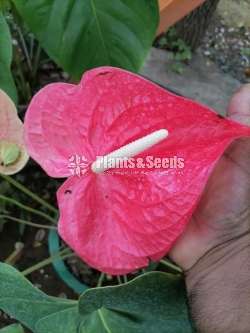 Anthurium Package