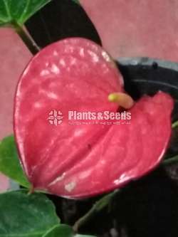 Bankok Seed Anthurium