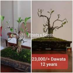 Dawata Bonsai