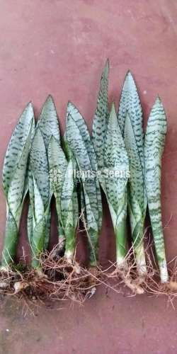 Sansevieria