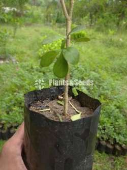 Woodapple Plants (දිවුල් පැල)