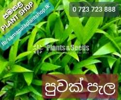 Rata Puwak Pela (රට පුවක් පැල)