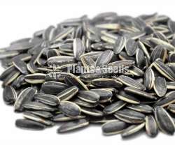 Hybrid sunflower seeds