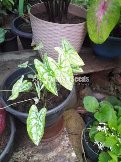 Caladium Collection