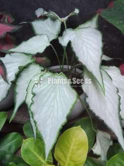 Caladium Collection