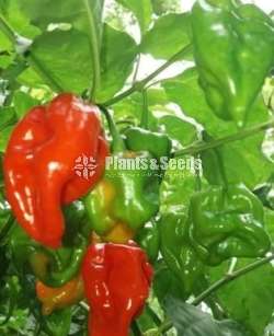 Scotch bonnet Seeds