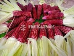 Red corn seeds
