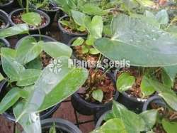 Bankok Seed Anthurium 