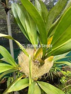 Grammatophyllum Tiger paw Orchid