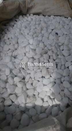 White pebbles stones