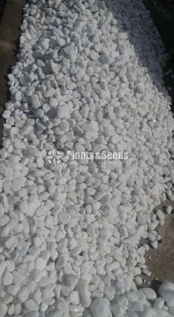 White pebbles stones