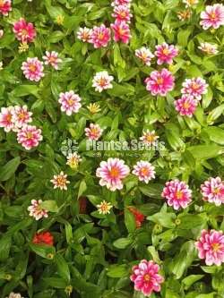 Zinnias 