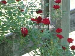 Red Cascade Rose