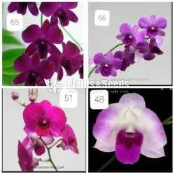 Dendrobium small orchid plants