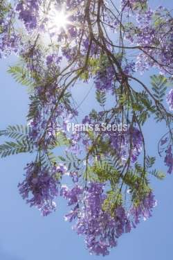 Blue Jacaranda 